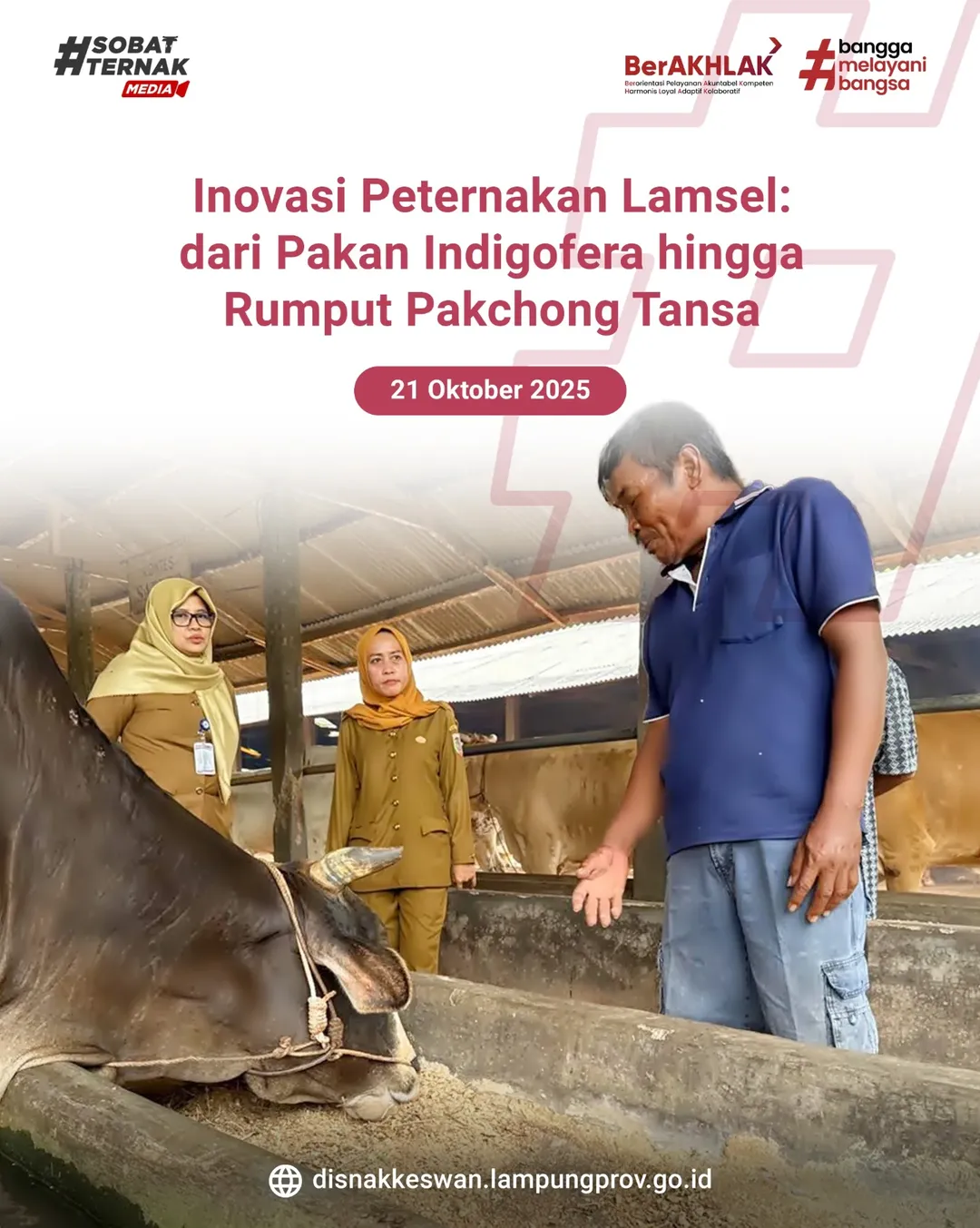Inovasi Pakan: Dari Pakan Indigofera hingga Rumput Pakchong Tansa