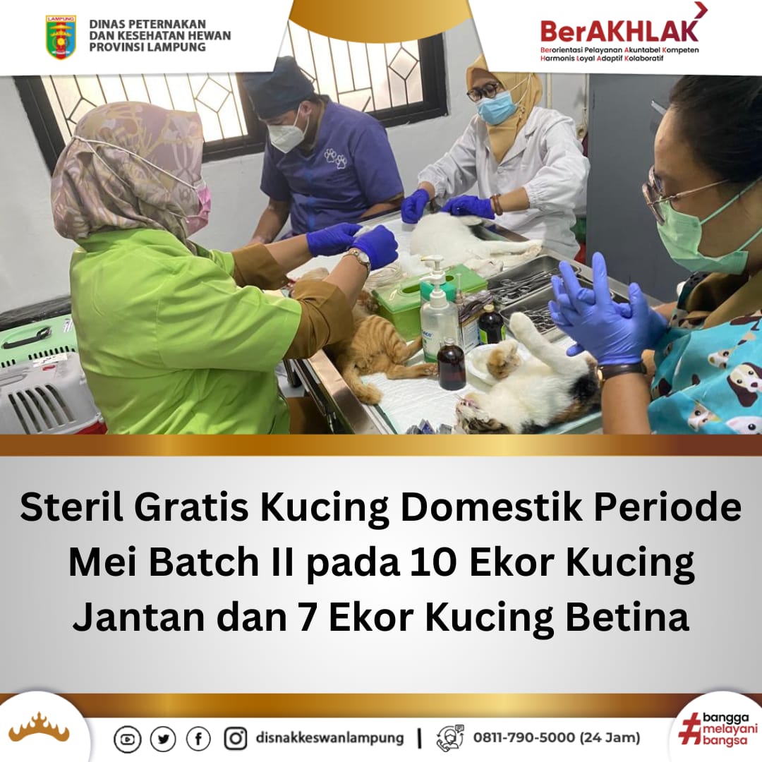 Steril Gratis Kucing Domestik Periode Mei Batch II pada 10 Ekor Kucing Jantan dan 7 Ekor Kucing Betina